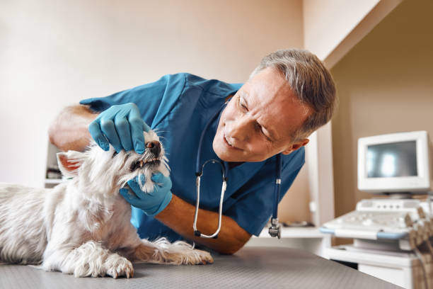 Best Same-Day Emergency Dental Services in Erath, LA